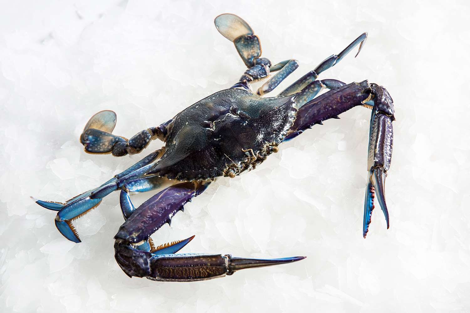 Blue Swimming Crab