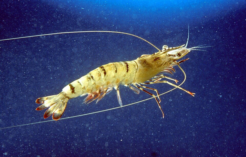 Black Tiger Shrimp