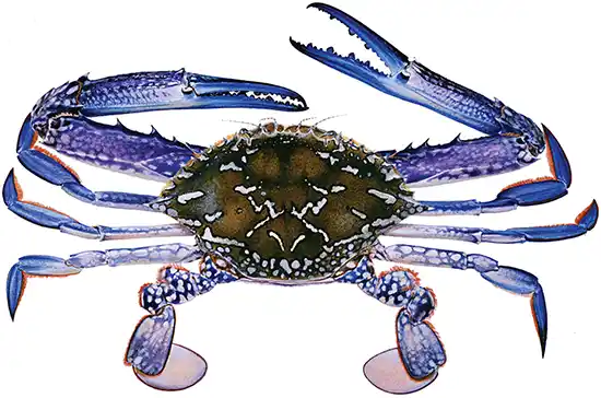 Blue Swimming Crab
