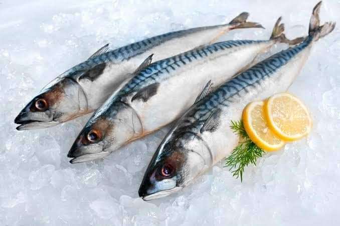 Norwegian Mackerel