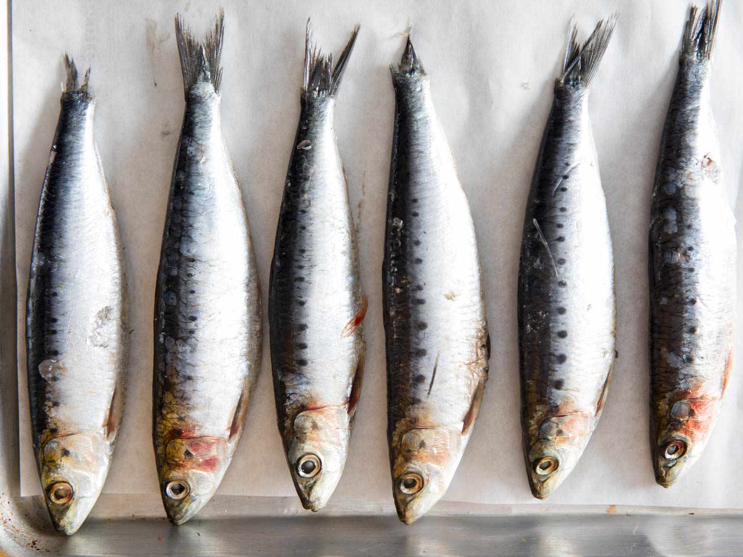 Fresh Sardines