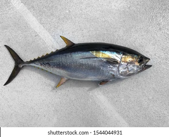 Wild-Caught Yellowfin Tuna